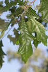 Swamp white oak 